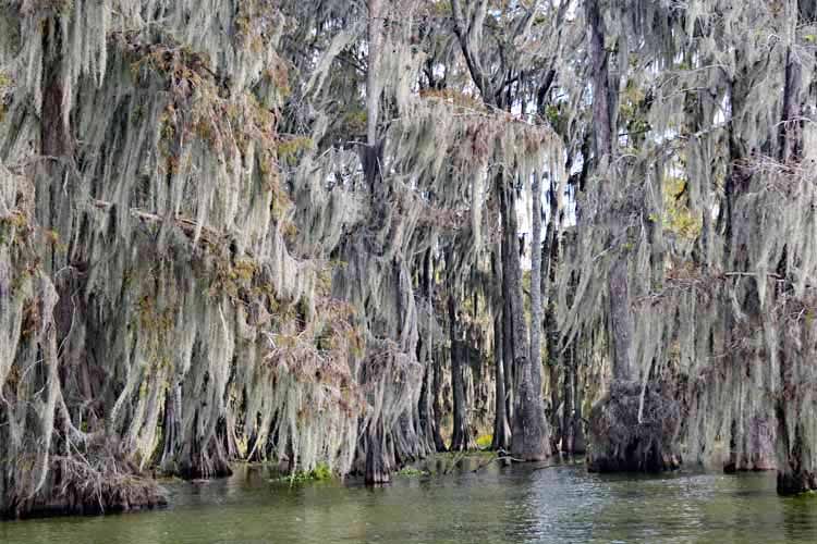 swamp scenic